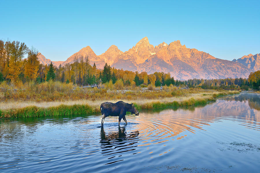 Grand Teton National Park Photograph - Schwabacher Morning Travels by Greg Norrell