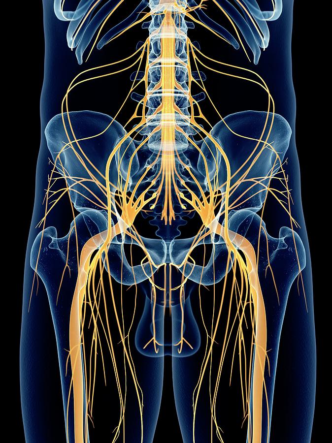 sciatic-nerve-photograph-by-sebastian-kaulitzki-science-photo-library