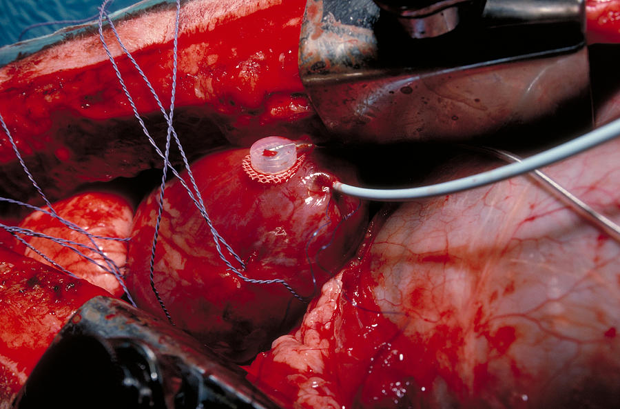 Scientific measurements on a sheeps heart Photograph by Photomick