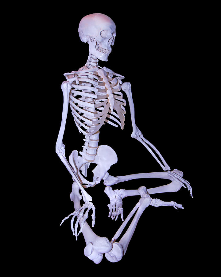 Skeleton Photograph - Scientific Sam by Betsy Knapp