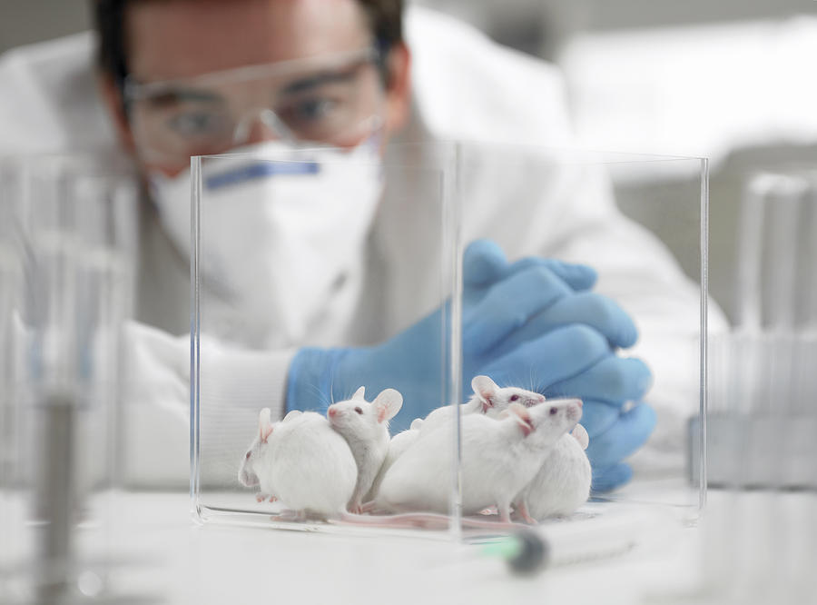 Scientist examining mice in laboratory Photograph by Adam Gault