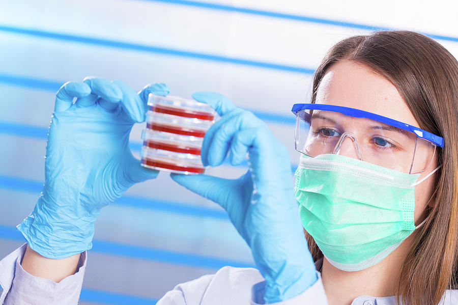 Scientist Examining Petri Dishes Photograph by Wladimir Bulgar/science ...