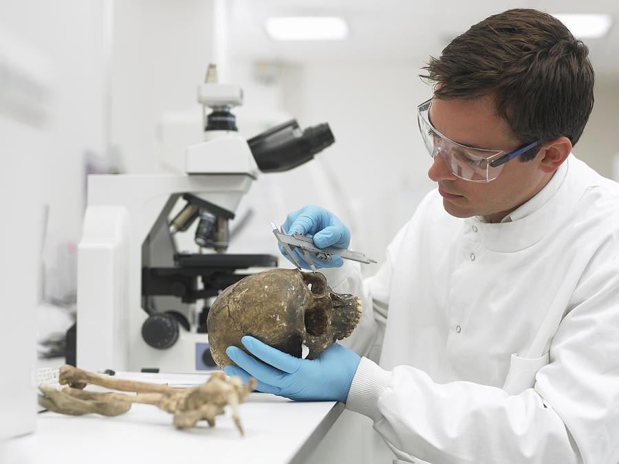 Scientist examining skull with caliper Photograph by Adam Gault