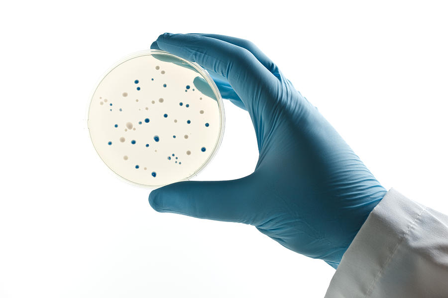 Scientist holding a Petri dish with bacterial clones Photograph by Dra_schwartz