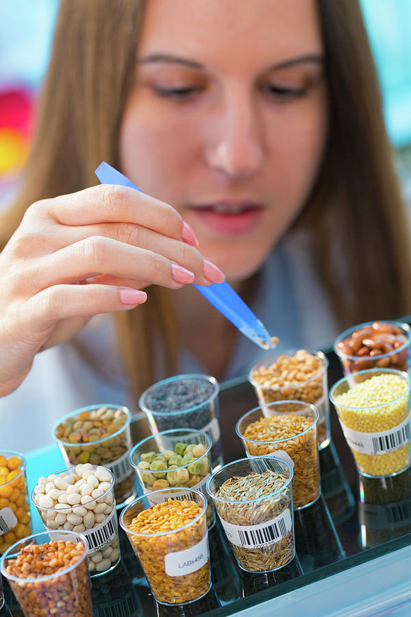 Scientist Studying Legumes In Lab Photograph by Wladimir Bulgar/science Photo Library