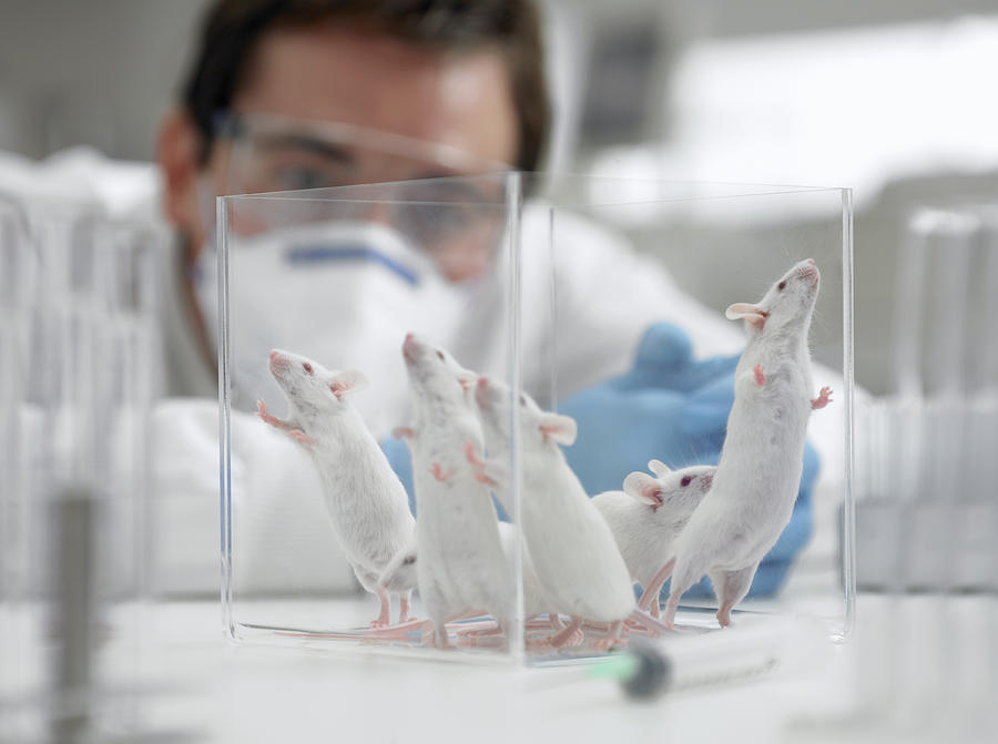 Scientist watching mice in laboratory Photograph by Adam Gault