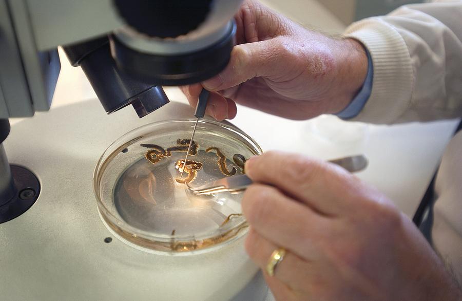 Scientist with a ragworm specimen Photograph by Science Photo Library