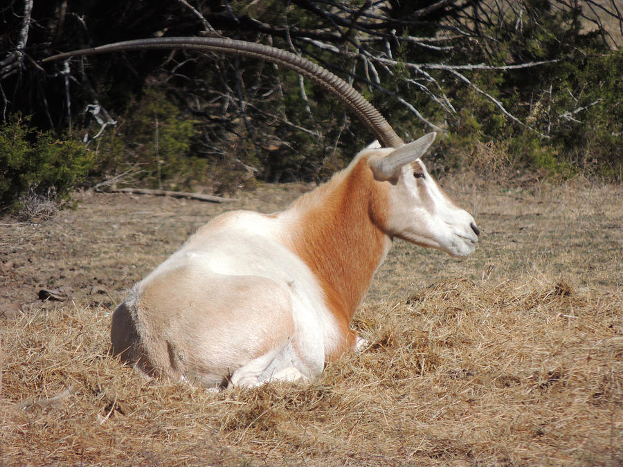 Scimitar-Horned Oryx at Fossil Rim Photograph by Jayne Wilson