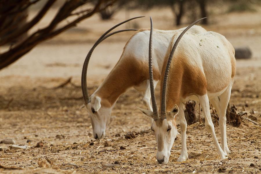 Scimitar Oryx (oryx Dammah) Photograph by Photostock-israel