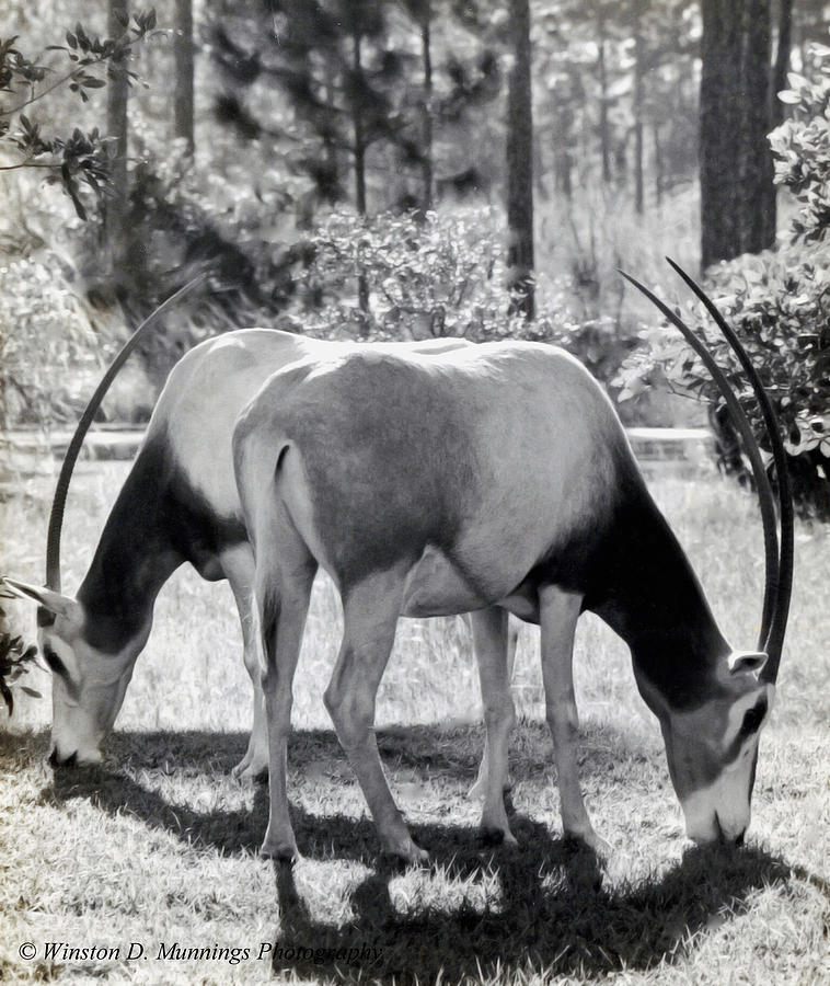 Scimitar Oryx Photograph by Winston D Munnings
