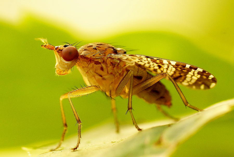 Sciomyzidae-Euthycera chaerophylli Pyrography by Marko Lengar - Fine ...