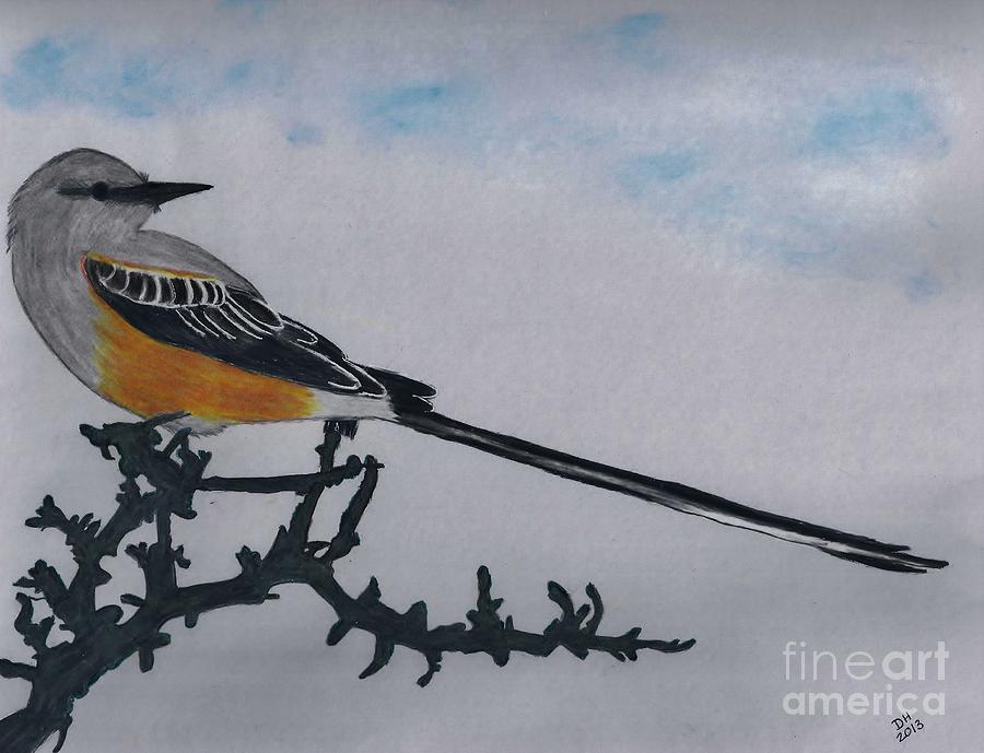 Scissortailed Flycatcher Drawing by D Hackett