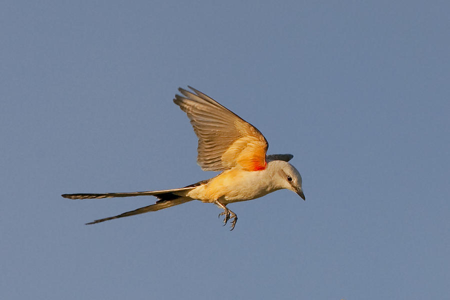 Scissor-tailed flycatcher Photograph by Duane Angles - Fine Art America