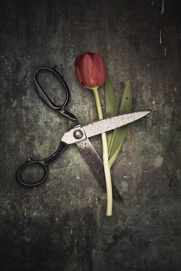 Scissors and tulip Photograph by Maria Heyens