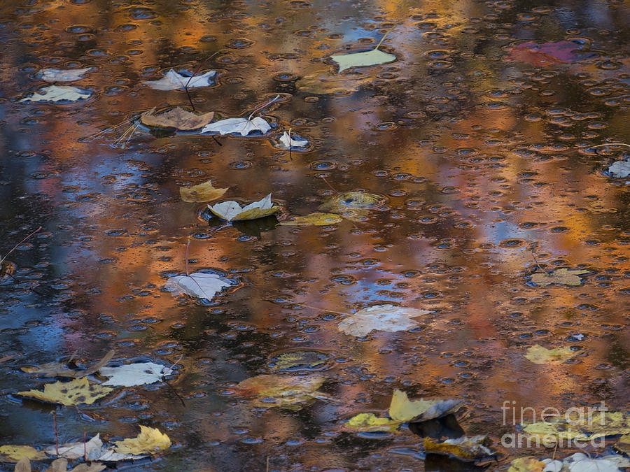 Scituate Autumn Abstract II Photograph by Lili Feinstein