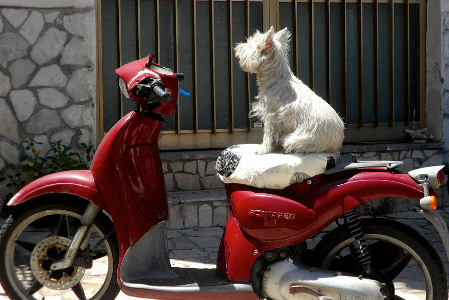 Scooter doggie Photograph by William Lanza - Fine Art America