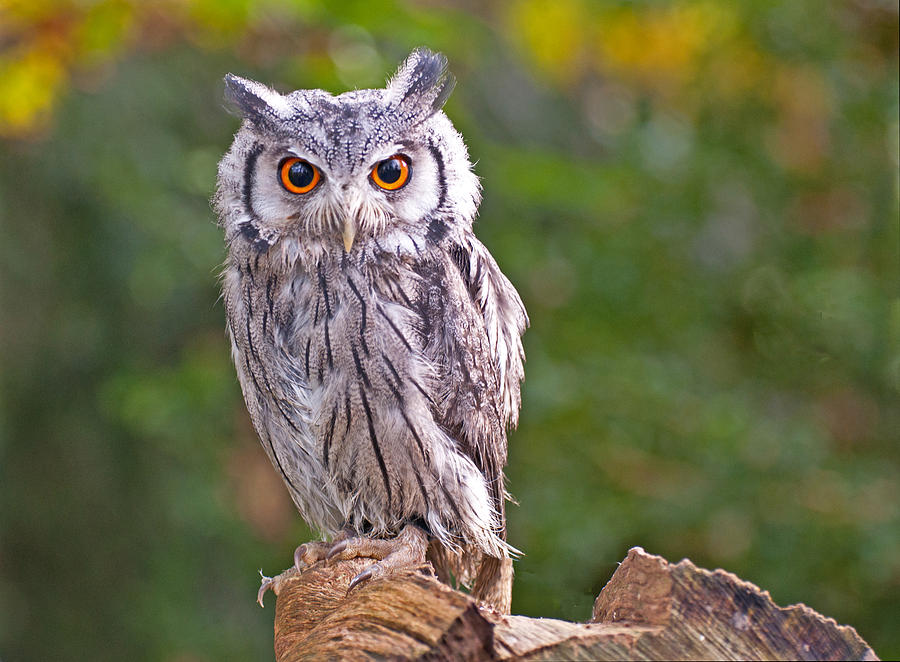 Scops Owl Photograph by Chris Thaxter