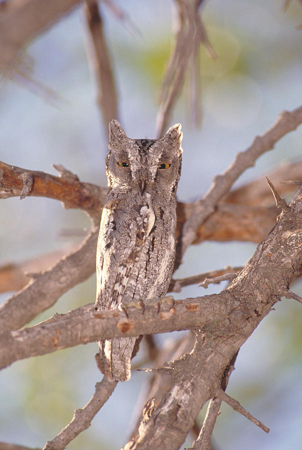 Scops Owl Photograph by Gregory G. Dimijian