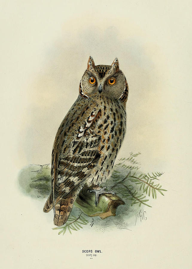 John James Audubon Painting - Scops Owl  by Dreyer Wildlife Print Collections 