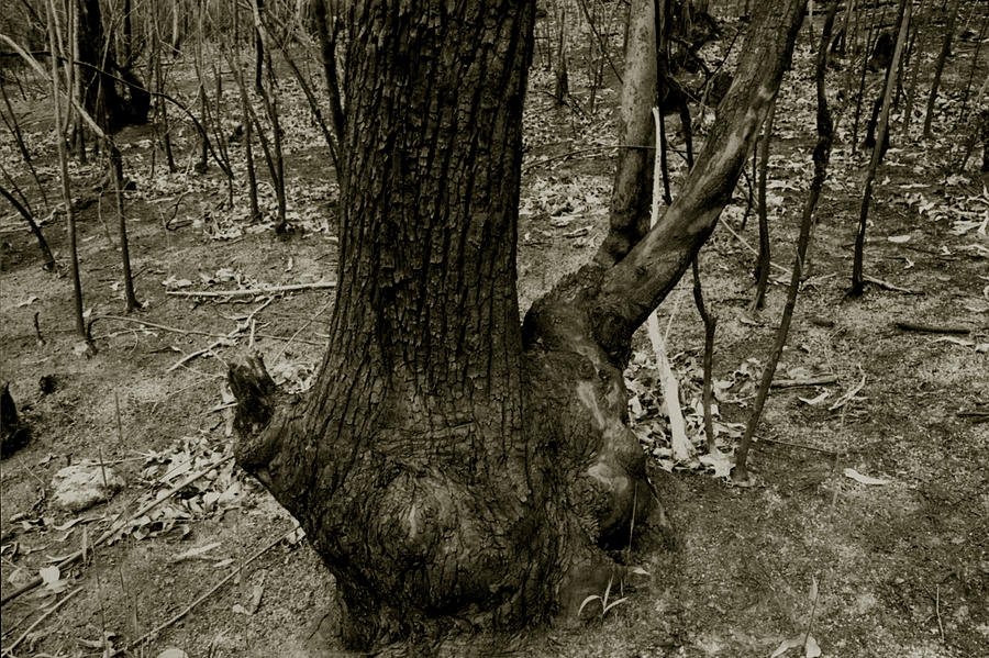 Scorched Tree Photograph by Amarildo Correa
