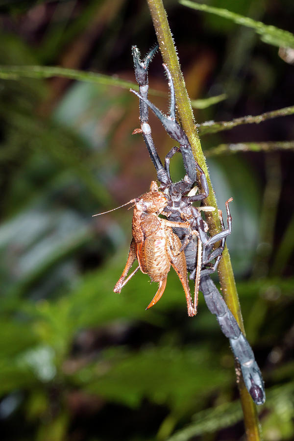 Scorpion Carrying A Cricket Photograph by Dr Morley Read