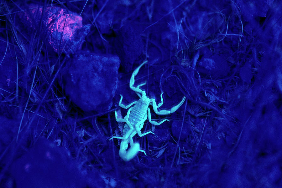 Scorpion In Sonoran Desert, Arizona Photograph by Joanna B. Pinneo ...