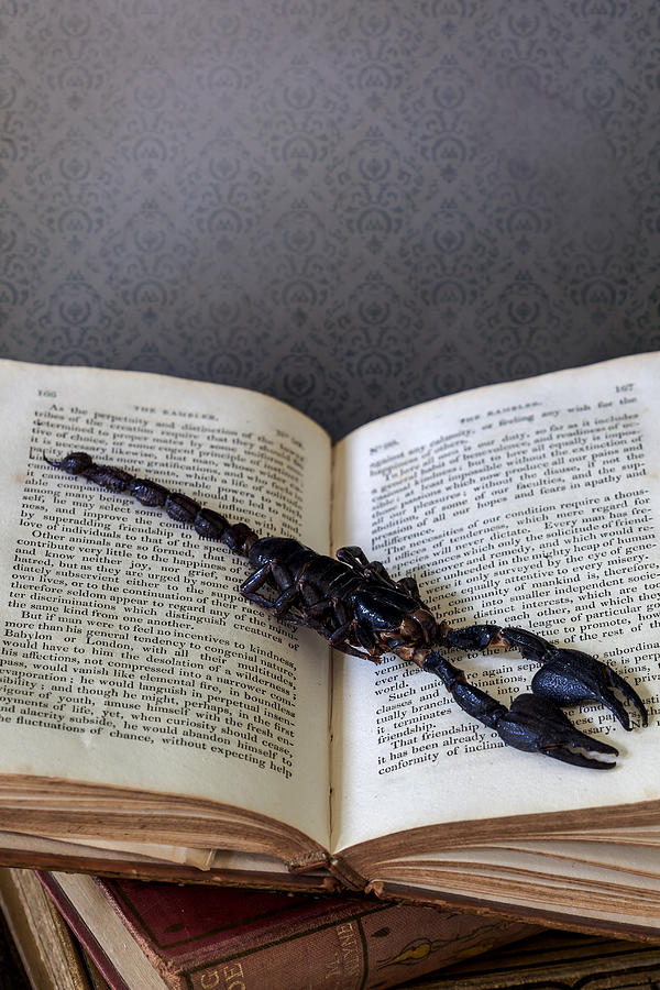 Scorpion Photograph by Joana Kruse