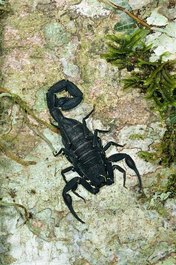 Scorpion On A Tree Trunk Photograph by Dr Morley Read/science Photo Library