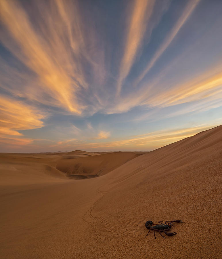 Scorpion Walking Through The Desert Photograph by Robert Postma