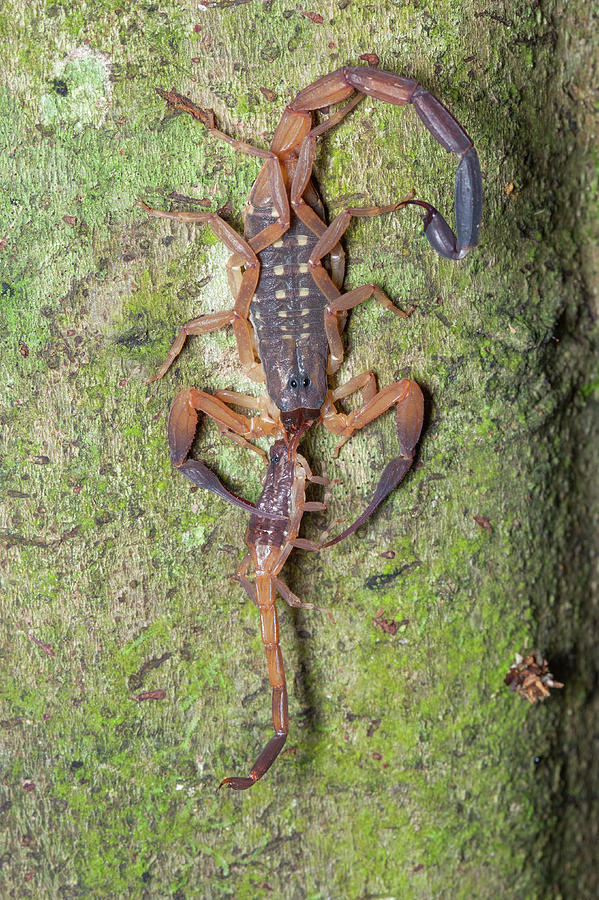 Scorpion With Prey Photograph by Melvyn Yeo - Pixels