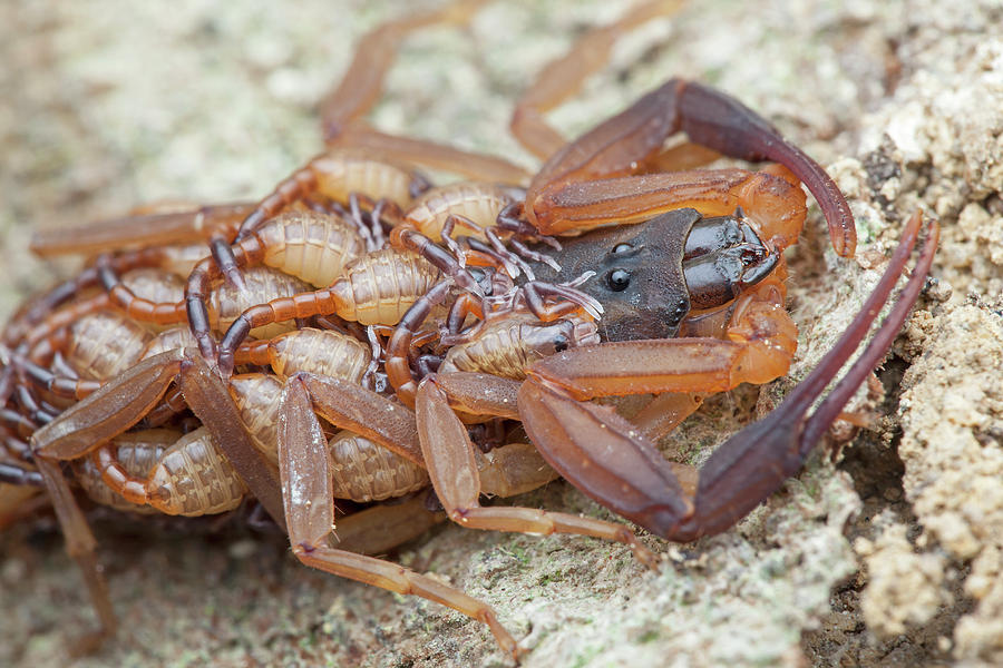 Scorpion With Young Photograph By Melvyn Yeo Fine Art America