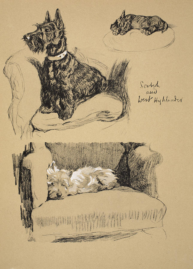 Dog Drawing - Scotch And West Highlander, 1930 by Cecil Charles Windsor Aldin