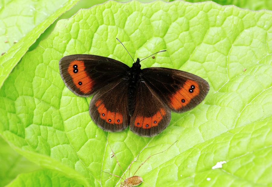 Nature Photograph - Scotch Argus Butterfly by Bob Gibbons