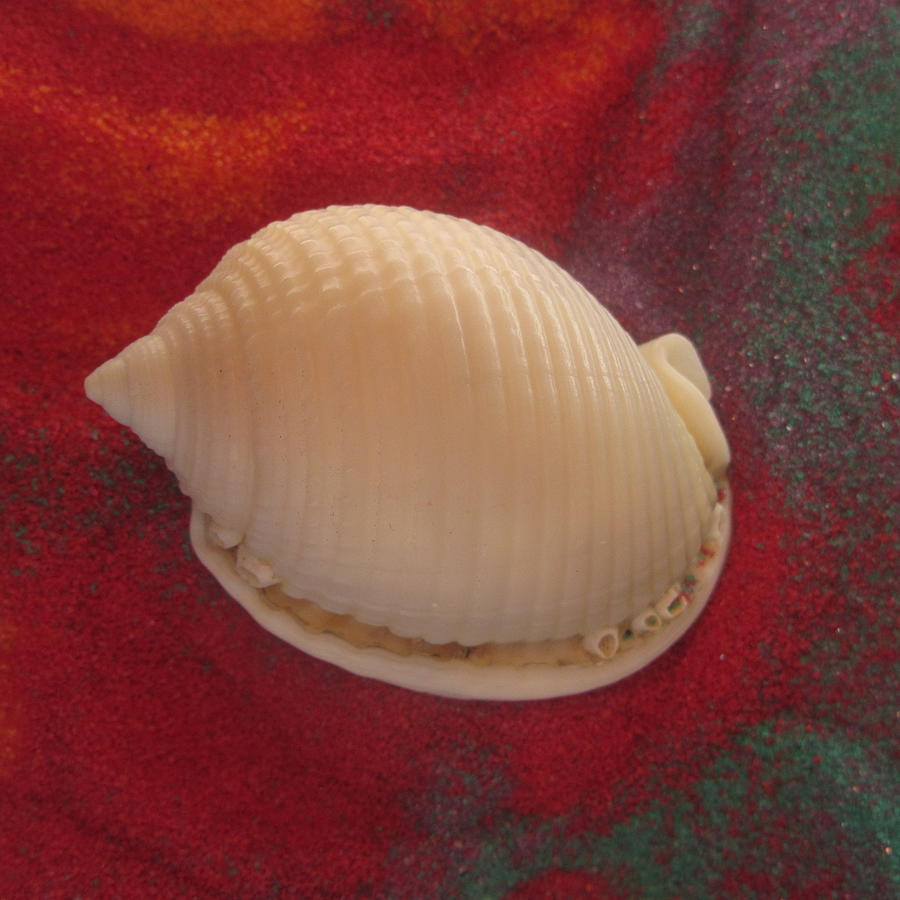 Shell Photograph - Scotch Bonnet by Cathy Lindsey