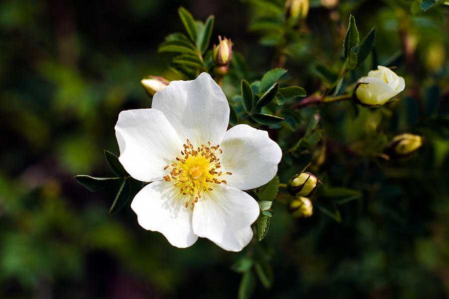 Scotch Briar Rose - Rosa spinosissima Photograph by Michael Russell
