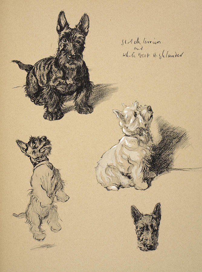 Scotch Terrier And White Westie Drawing by Cecil Charles Windsor Aldin