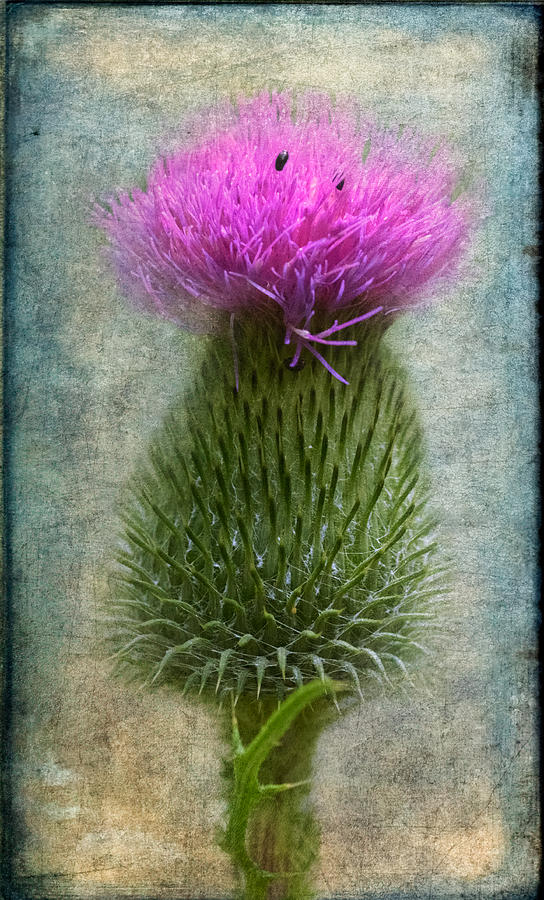 Summer Photograph - Scotch Thistle by Garvin Hunter