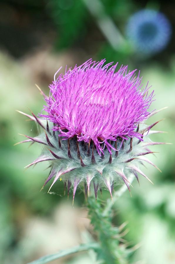 Summer Photograph - Scotch Thistle (onopordum Acanthium) by Sam K Tran/science Photo Library