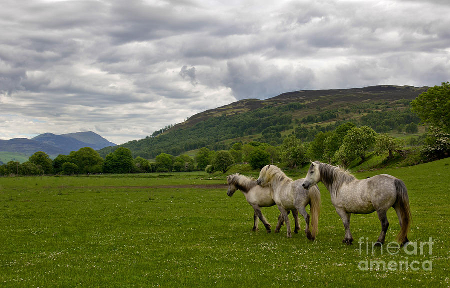 Scotland Horses Photograph by Keren Segev - Fine Art America