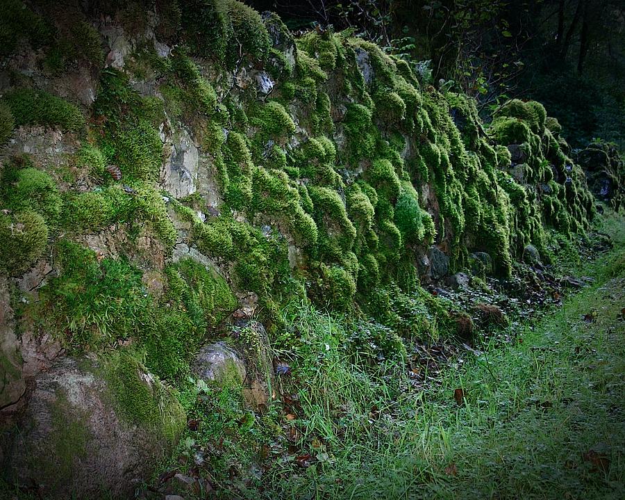 Scotland Moss Wall Photograph by Henry Kowalski