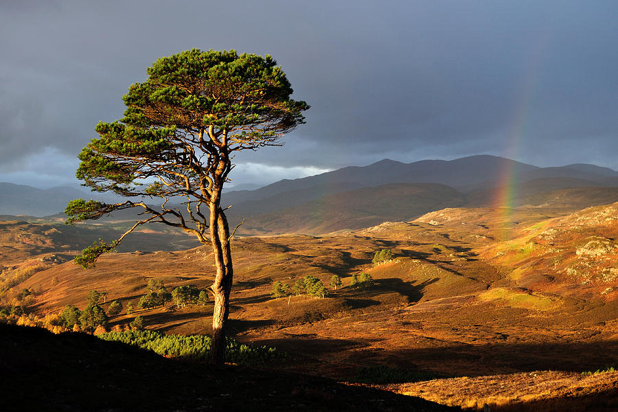 Scots Pine Photograph by Gavin Macrae