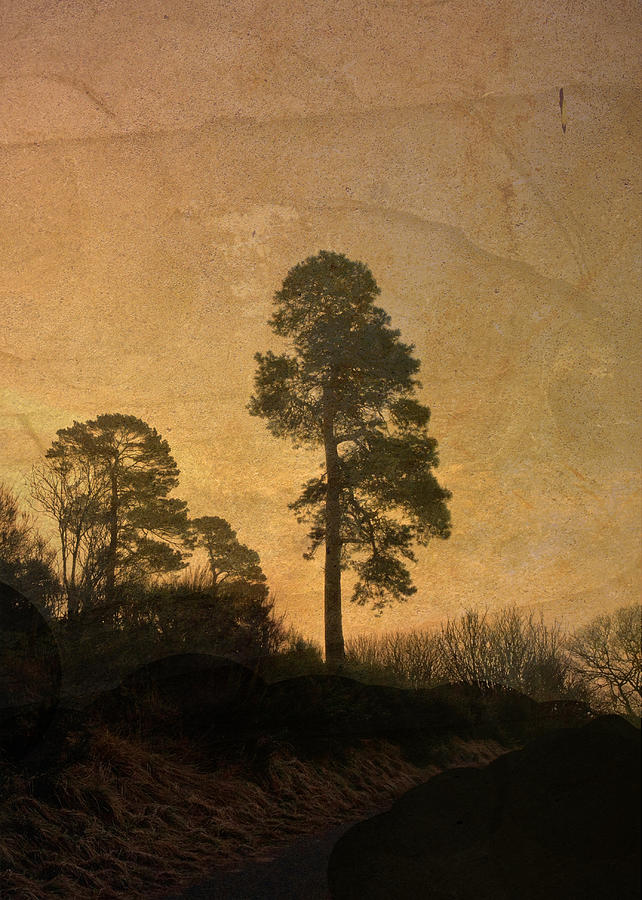 Tree Photograph - Scots Pine by Liz  Alderdice