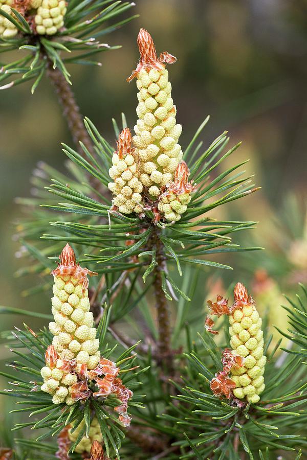 Nature Photograph - Scots Pine (pinus Sylvestris) In Flower by Bob Gibbons