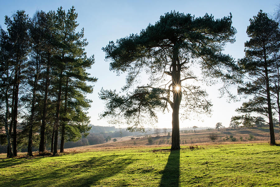 Scots Pines And Heathland Photograph by James Warwick