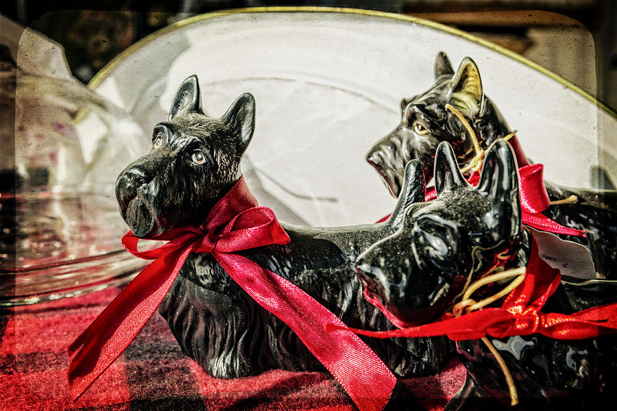 Dog Photograph - Scotties in the Window by Caitlyn  Grasso