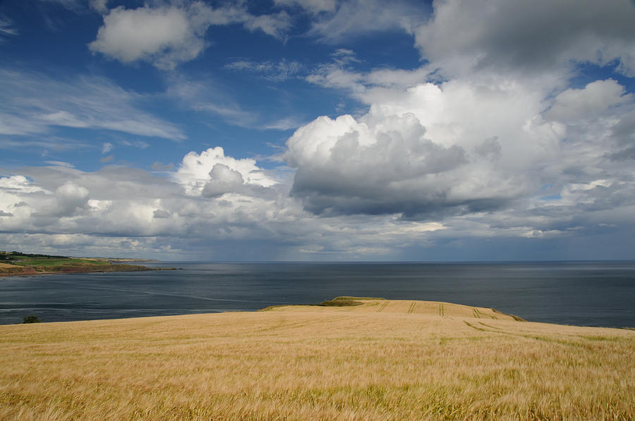 Scottish Coastal Wheatfield Photograph by Jeremy Voisey