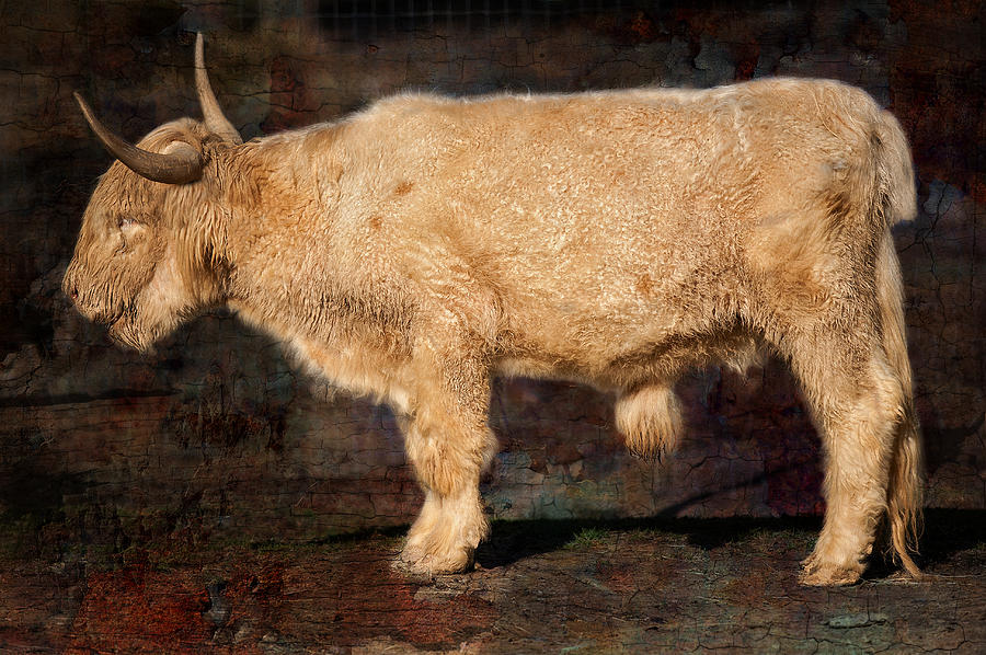 Scottish Highland Bull Photograph by Bonnie Barry