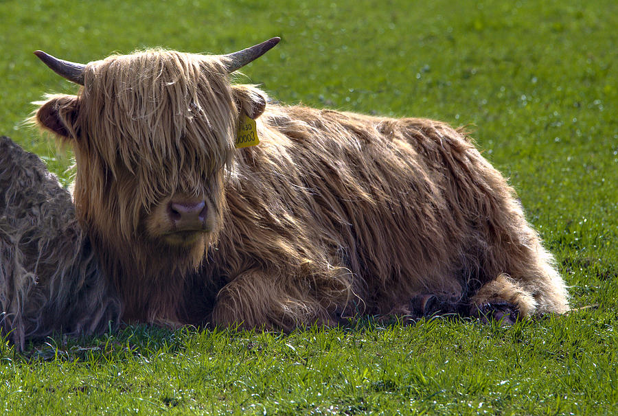 Fantasy Photograph - Scottish Highland Cattle 3                          by Paul Cannon