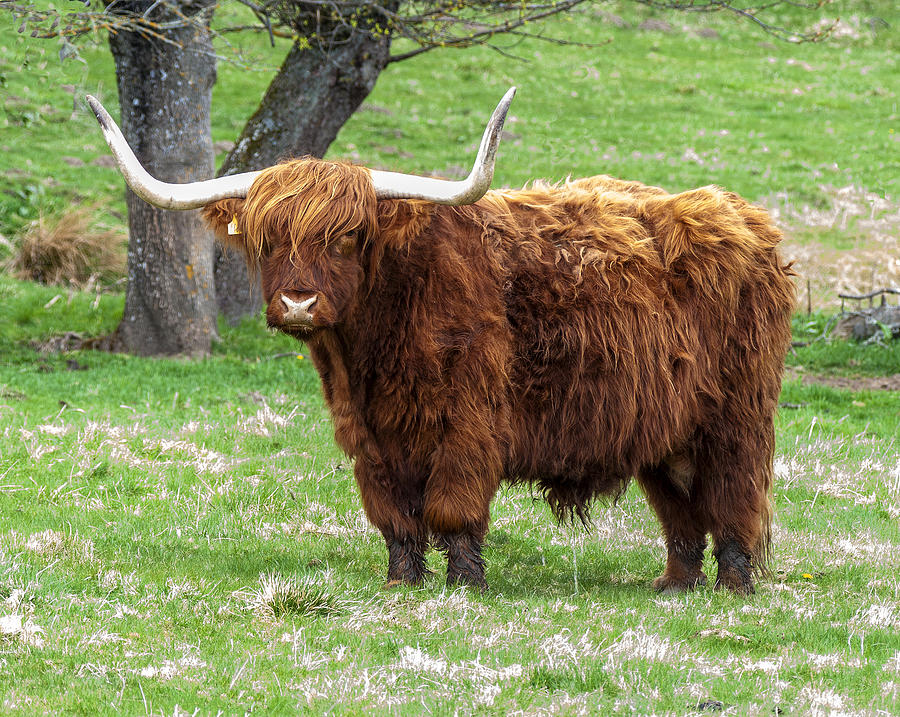 scottish highland cattle scottish highland cattle