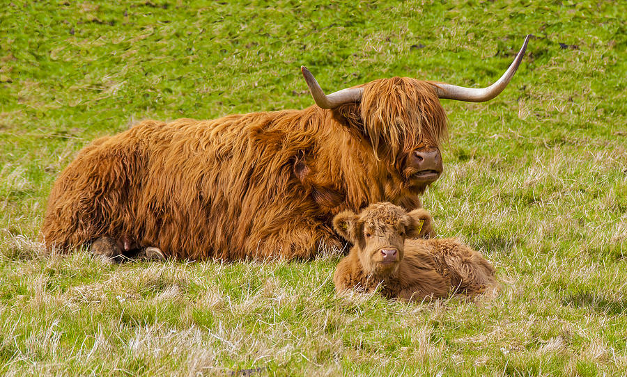 Scottish Highland Cattle 6 Photograph - Scottish Highland Cattle 6 Fine ...